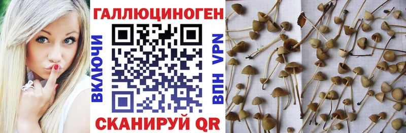МЕГА маркетплейс  Западная Двина  Псилоцибиновые грибы GOLDEN TEACHER 